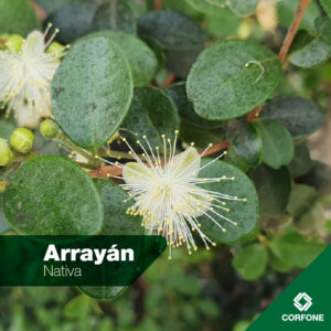 Arrayan