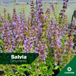 Salvia