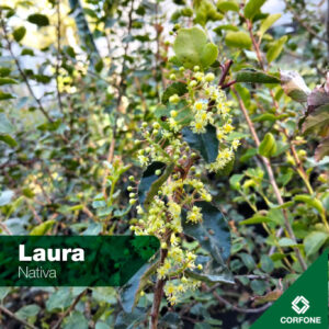 Laura