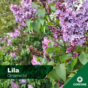 Lilas