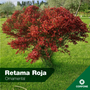 Retama