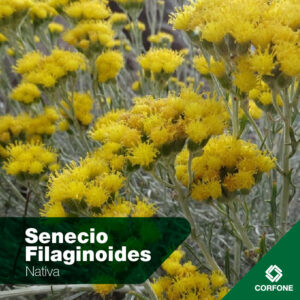 Senecio F
