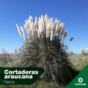 Cortadera