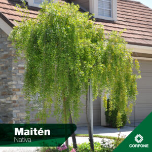 Maitén