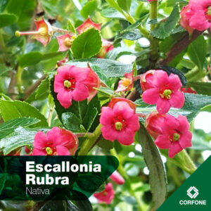 Escallonia Rubra