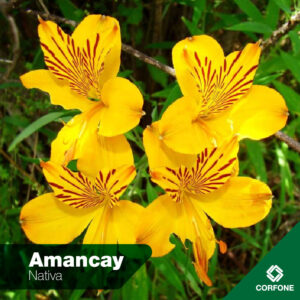 Amancay