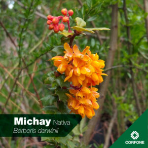 Michay
