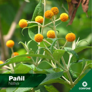 Pañil