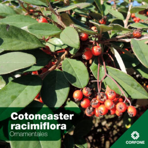 Cotoneaster Racimiflora