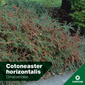 Cotoneaster h.