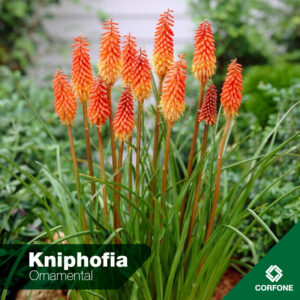 Bandera Española (Knifophia)
