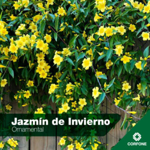 Jazmin de Invierno