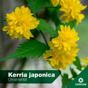 Kerria