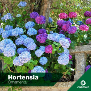 Hortensias