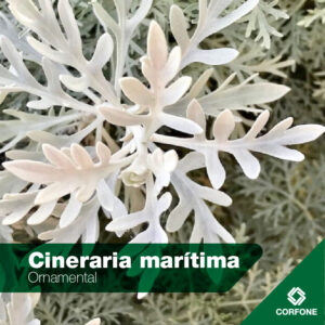 Cineraria Marítima