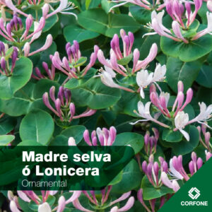 Madre selva