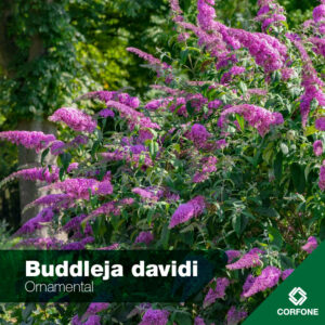 Buddlejas