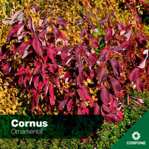 Cornus