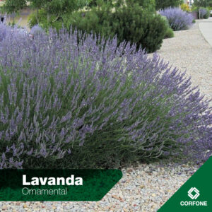Lavanda