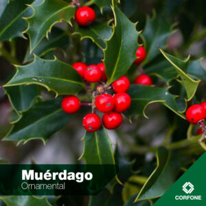 Muerdago