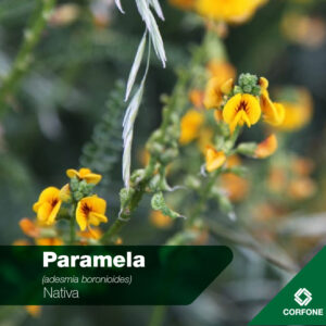 Paramela