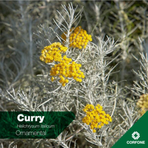 Curry