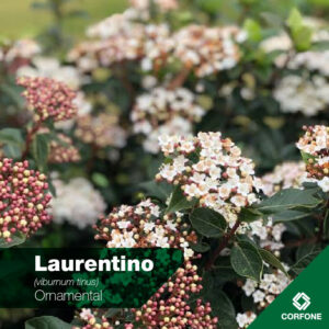 Laurentino