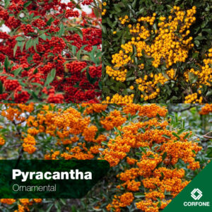 Pyracanthas