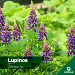 Lupinos