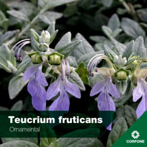 Teucrium