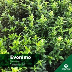 Evonimo