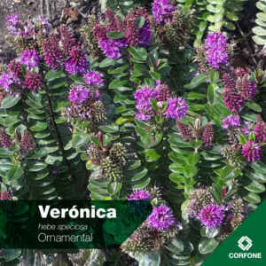 Veronicas Hebes