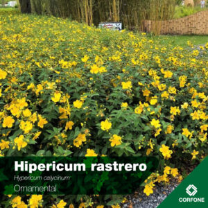 Hipericum Rastrero