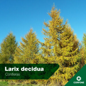 Larix