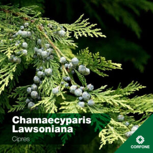 Chamaecyparis