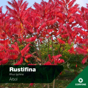 Rustifina