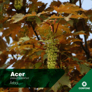 Acer Negundo