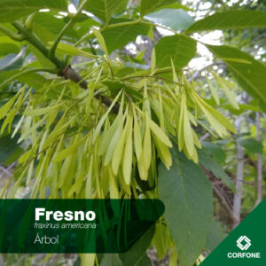 Fresno