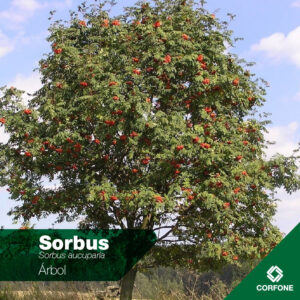 Sorbus Chico