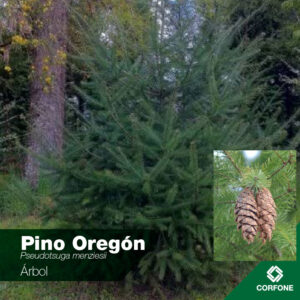 Pino Oregon