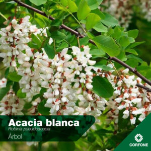 Acacia Blanca