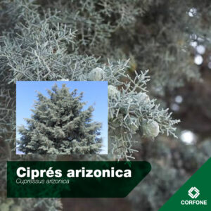 Cipres Arizonica