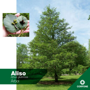 Aliso