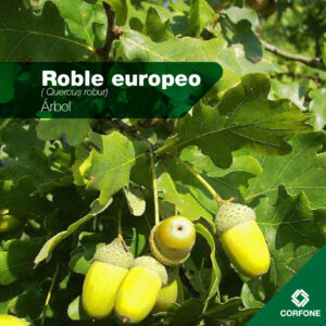 Roble Europeo - Raíz Desnuda