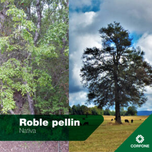 Roble Pellin