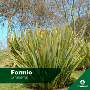 Formio