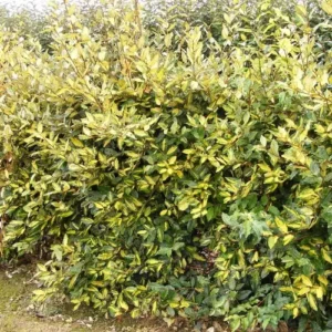 Eleagnus