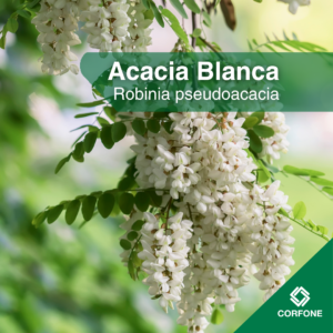 Acacia Blanca