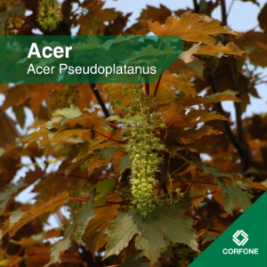 Acer Pseudoplatanus
