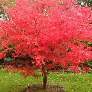 Acer Japonico